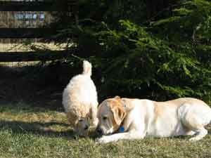 Picture of Australian Labradoodle