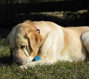 Picture of Australian Labradoodle