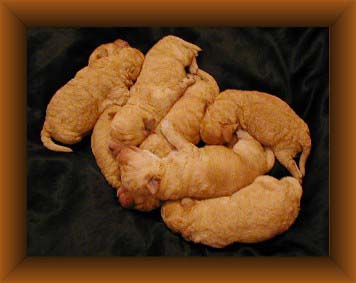 Picture of Australian Labradoodle