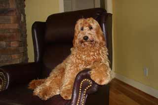 Picture of Australian Labradoodle