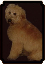 Picture of Australian Labradoodle