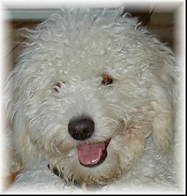 Picture of Australian Labradoodle
