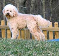 Picture of Australian Labradoodle