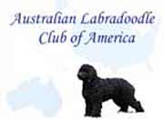 Picture of Australian Labradoodle