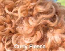 Picture of Australian Labradoodle