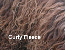 Picture of Australian Labradoodle