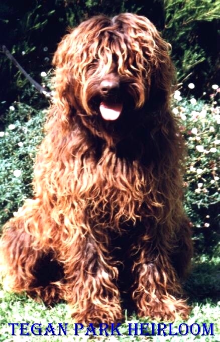 Picture of Australian Labradoodle