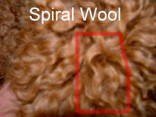 Picture of Australian Labradoodle