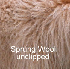 Picture of Australian Labradoodle
