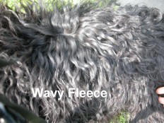 Picture of Australian Labradoodle