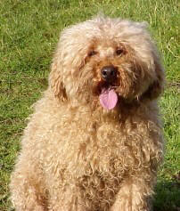 Picture of Australian Labradoodle