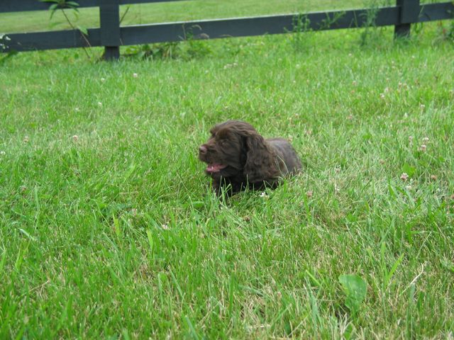 Picture of Australian Labradoodle