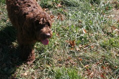 Picture of Australian Labradoodle