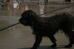 Picture of Australian Labradoodle
