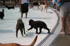 Picture of Australian Labradoodle