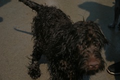 Picture of Australian Labradoodle