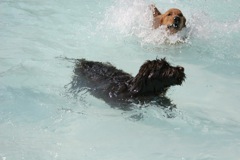 Picture of Australian Labradoodle