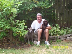 Picture of Australian Labradoodle