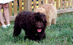 Picture of Australian Labradoodle