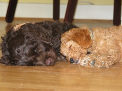 Picture of Australian Labradoodle