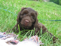 Picture of Australian Labradoodle