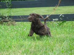 Picture of Australian Labradoodle