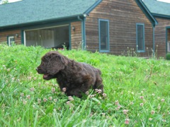 Picture of Australian Labradoodle
