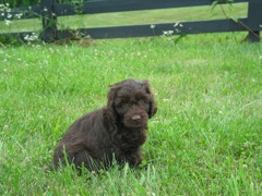 Picture of Australian Labradoodle