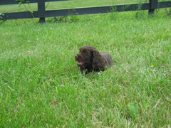 Picture of Australian Labradoodle