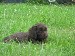 Picture of Australian Labradoodle
