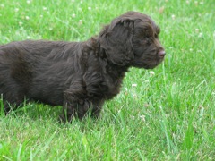 Picture of Australian Labradoodle