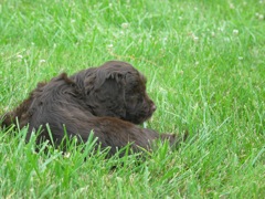 Picture of Australian Labradoodle