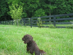 Picture of Australian Labradoodle