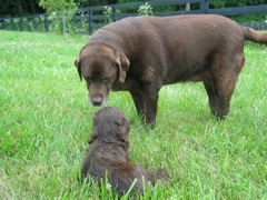 Picture of Australian Labradoodle
