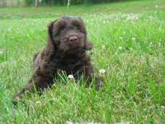 Picture of Australian Labradoodle