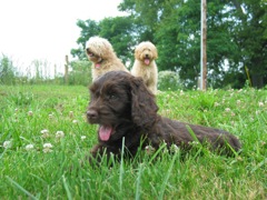 Picture of Australian Labradoodle