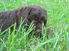 Picture of Australian Labradoodle