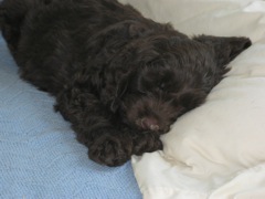 Picture of Australian Labradoodle