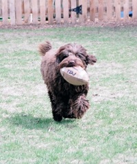 Picture of Australian Labradoodle