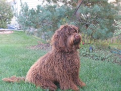 Picture of Australian Labradoodle