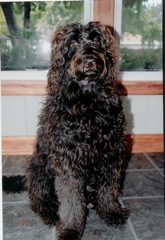 Picture of Australian Labradoodle