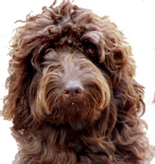 Picture of Australian Labradoodle