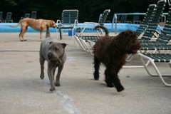 Picture of Australian Labradoodle