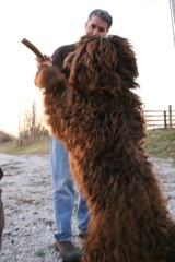 <br>The big wooly bear wants the stick!
 