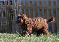Picture of Australian Labradoodle