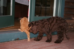 Picture of Australian Labradoodle