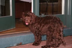 Picture of Australian Labradoodle