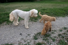Left to right: Conner, Cole, Razz<br>
 