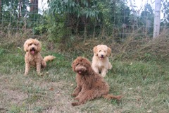 Left to right: Razz, Scottie, Cole<br>
 