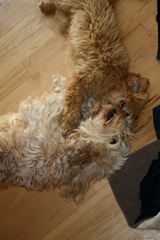 Cole wrestles with Sparkle<br>
 